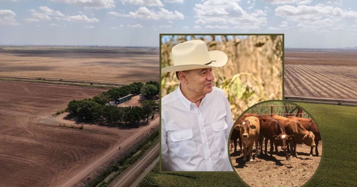 Sonora lidera crecimiento del campo en el Norte con avance de 12.6% y prevé nuevo impulso por exportación de ganado a EEUU
