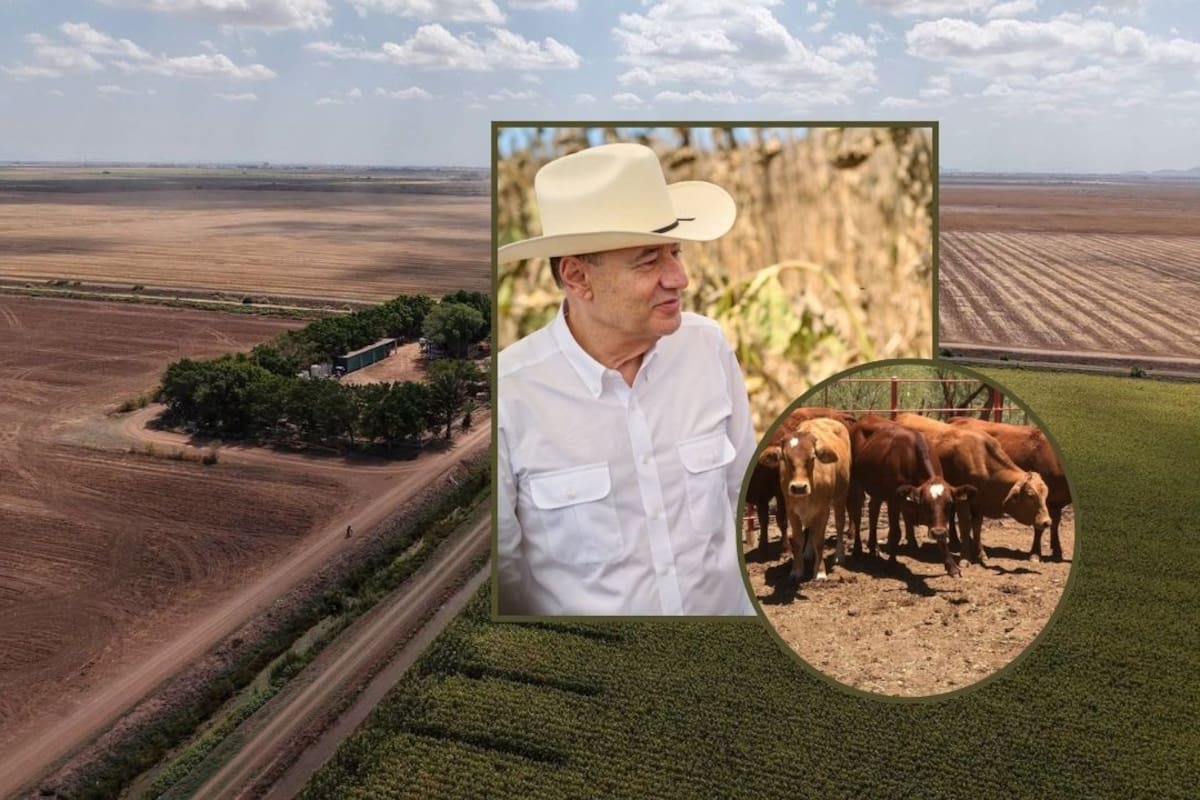 Sonora lidera crecimiento del campo en el Norte con avance de 12.6% y prevé nuevo impulso por exportación de ganado a EEUU