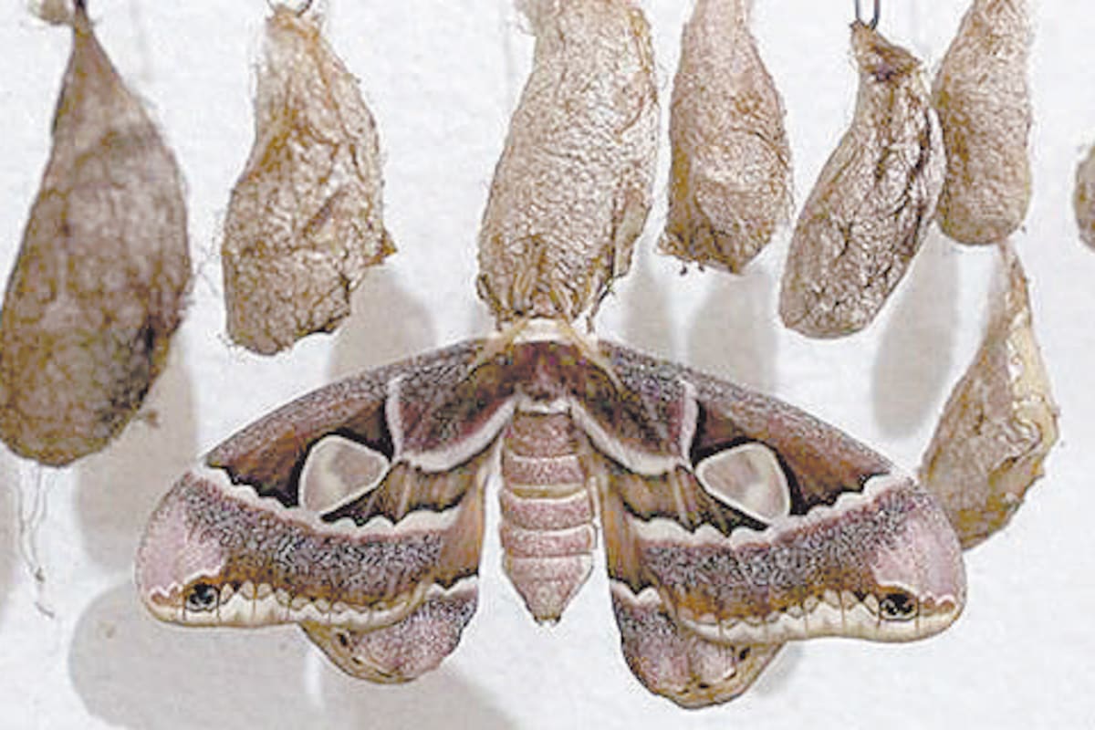 Sequía en Sonora “pone en jaque” a mariposa Cuatro Espejos