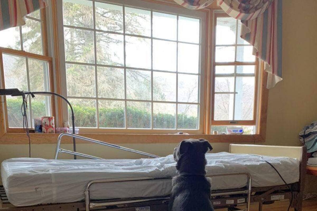 'Moose', el perrito que espera a su dueño muerto a lado de la cama de un hospital