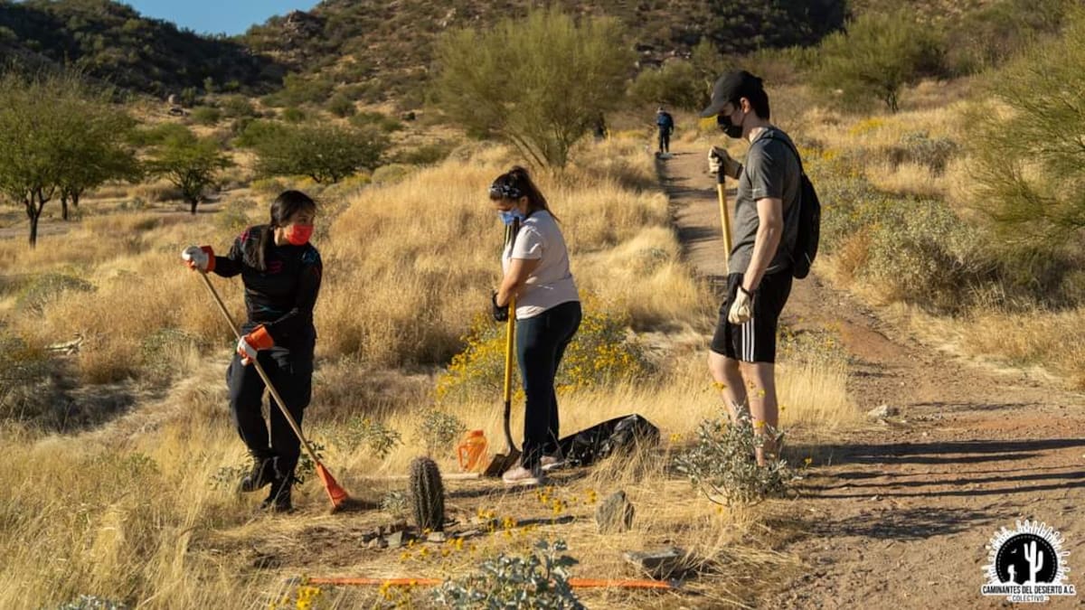 Convocan a jornada ambiental en Hermosillo para proteger los sahuaros del desierto sonorense