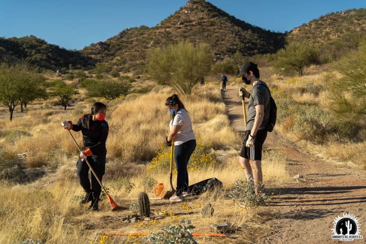 Convocan a jornada ambiental en Hermosillo para proteger los sahuaros del desierto sonorense