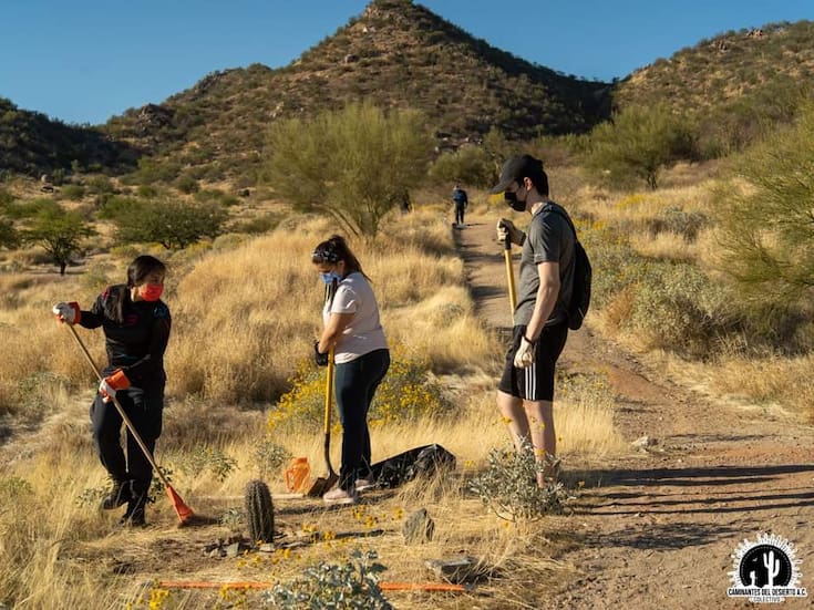 Convocan a jornada ambiental en Hermosillo para proteger los sahuaros del desierto sonorense