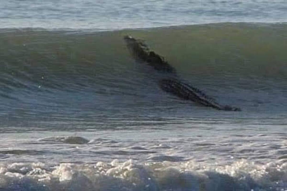 Fotografían a enorme cocodrilo en las playas de Acapulco y emiten alerta