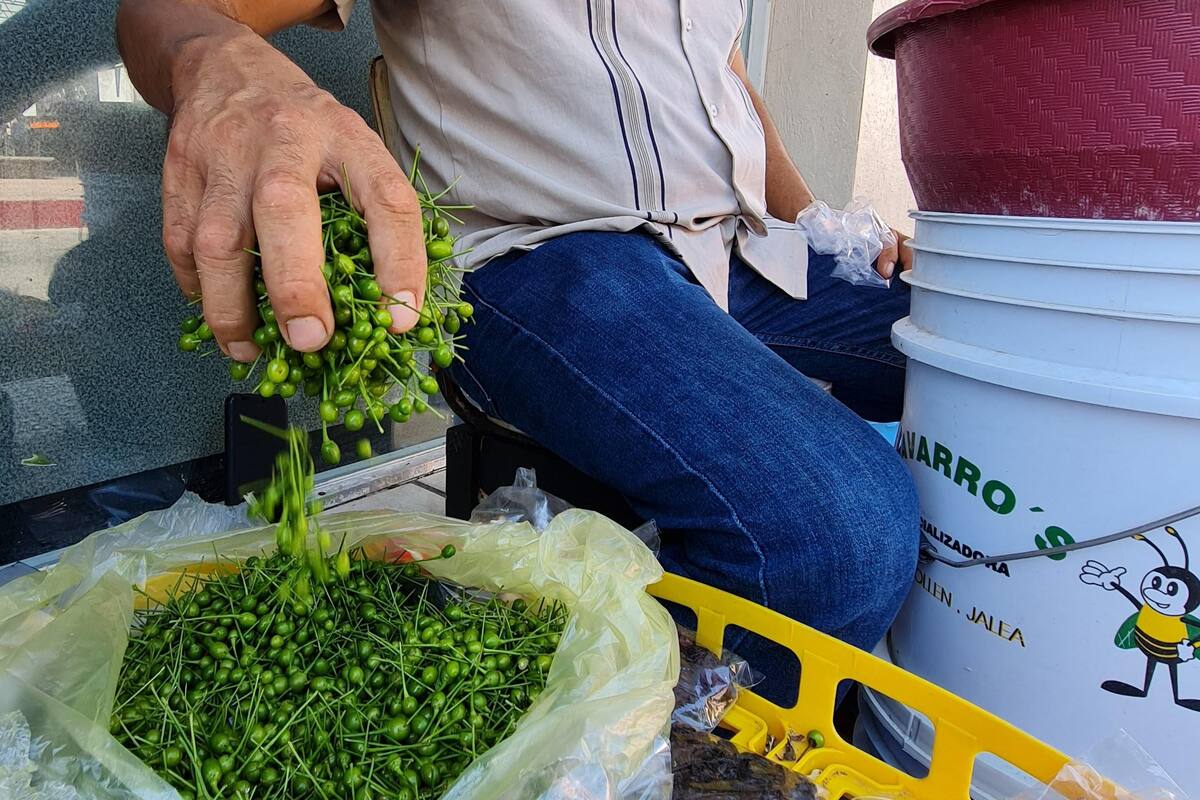 Centro de Hermosillo: Y después de dos temporadas... ¡llega a la ciudad el chiltepín verde!