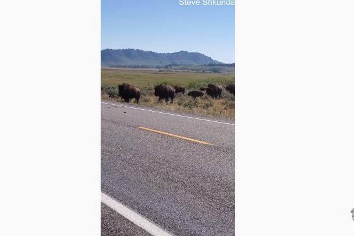 Video: Bisontes en plena carretera