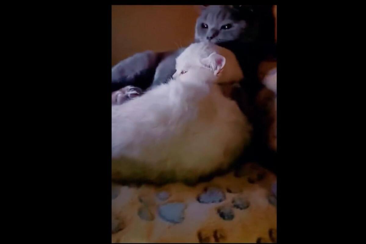 TIKTOK: Este par de felinos ven las caricaturas juntos en una "sala de cine"