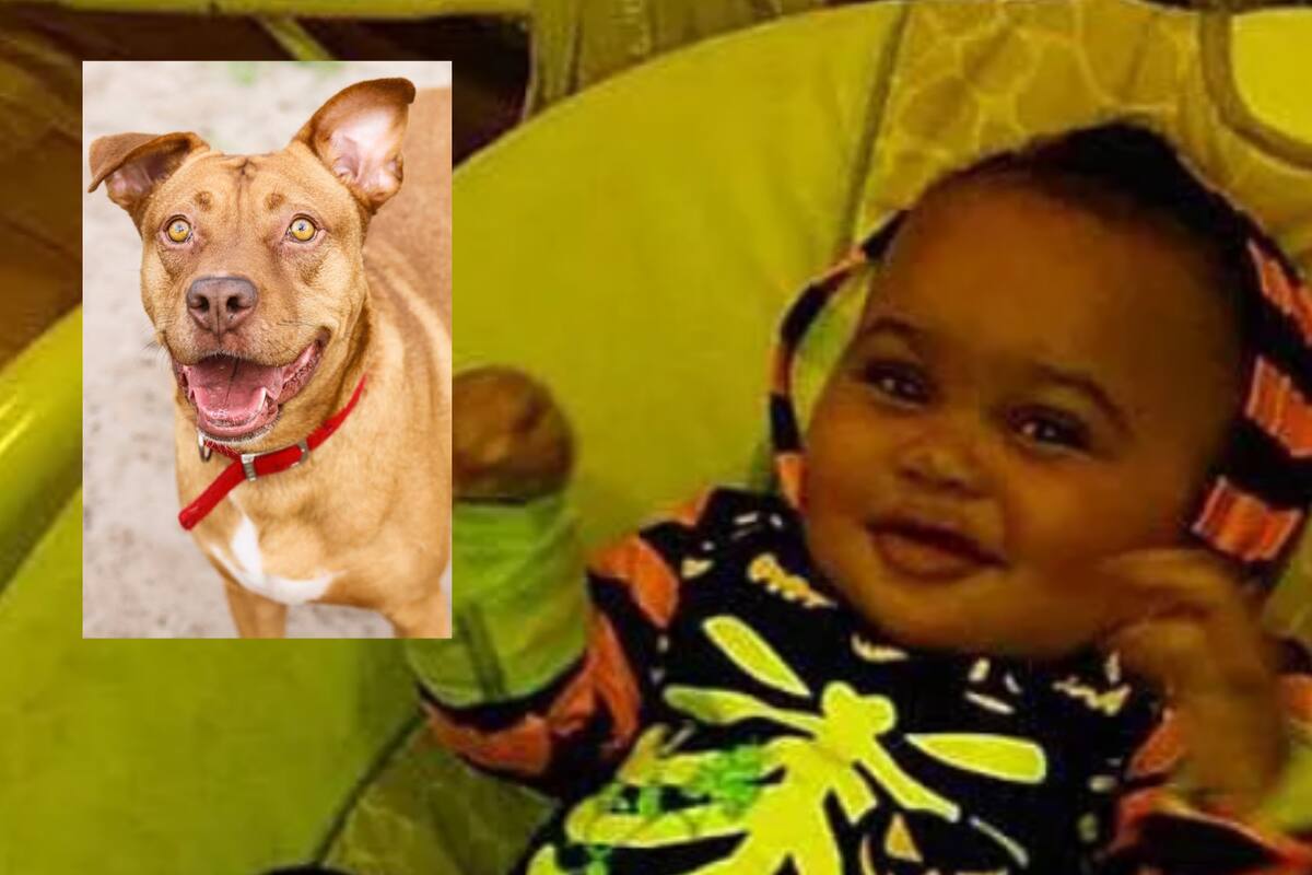 Bebé de 7 meses 'lucha por su vida' tras ser atacado por pitbulls
