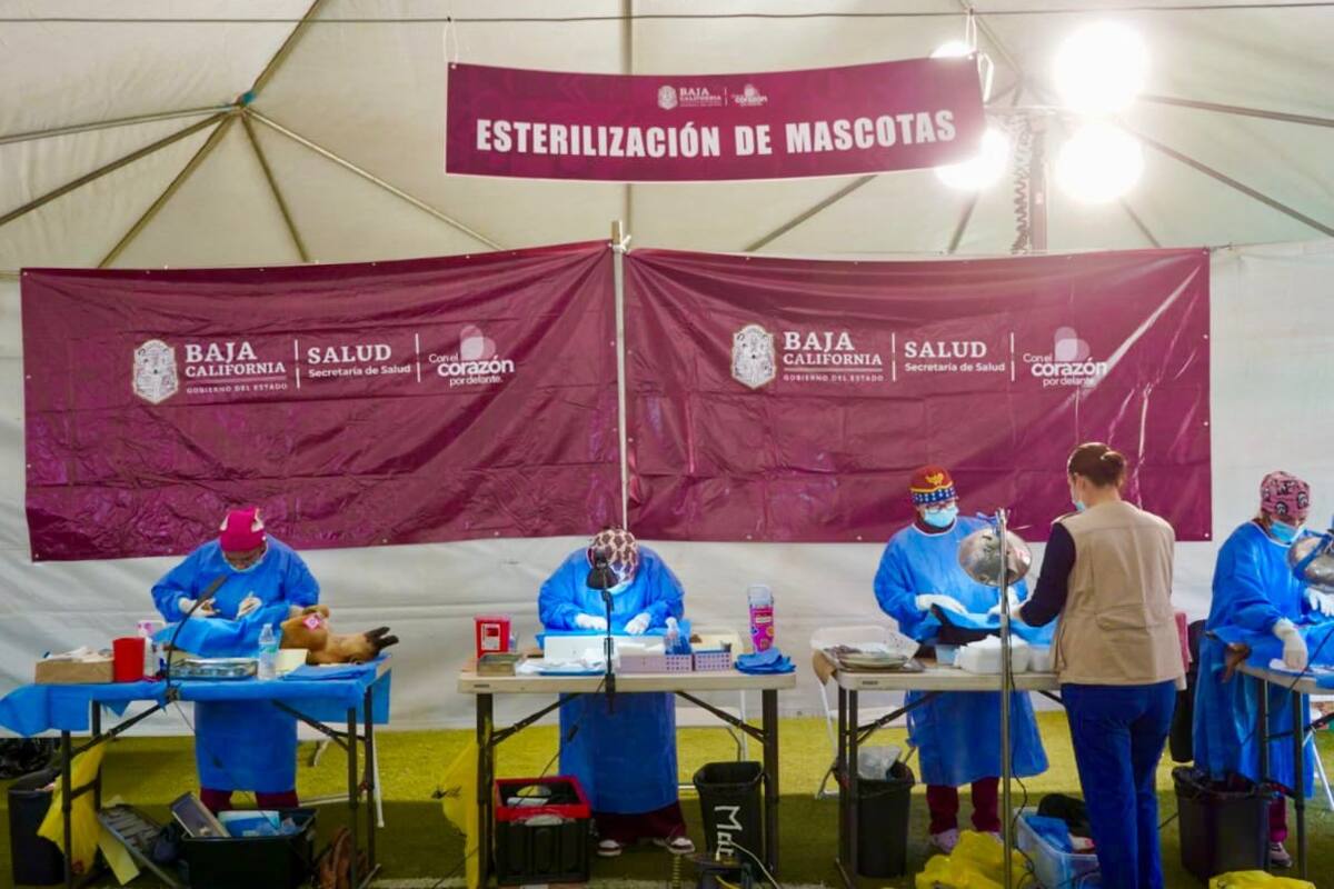 Conmemoran Día Mundial del Veterinario con esterilización y vacunas en Maneadero