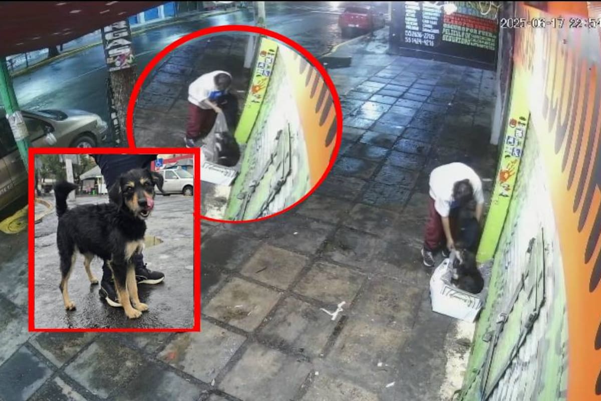 Tras sufrir el robo de su cobijita, perrito es adoptado por una familia