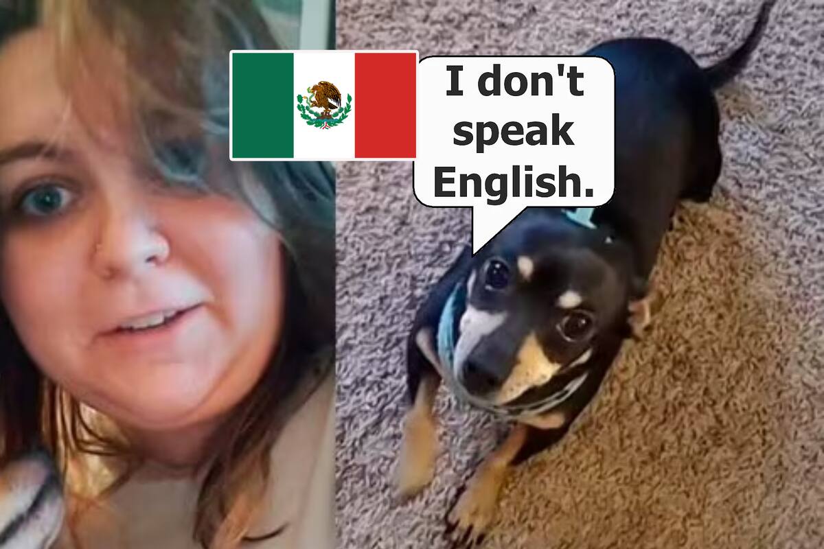 VIRAL: Mujer de EU explota contra perrito chihuahua que adoptó porque solo entiende español