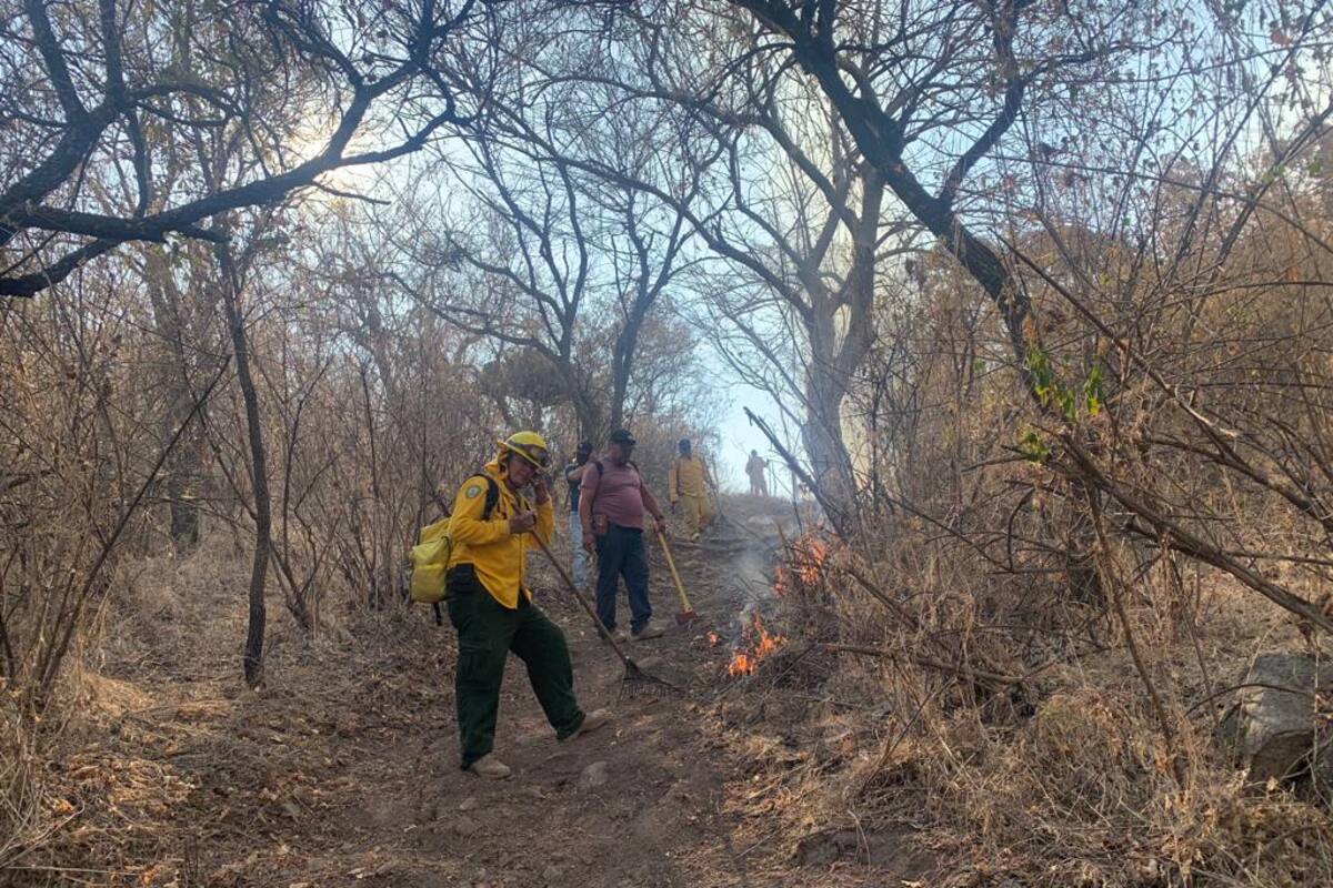 Incendio ha arrasado mil 610 hectáreas de Sierra de Álamos