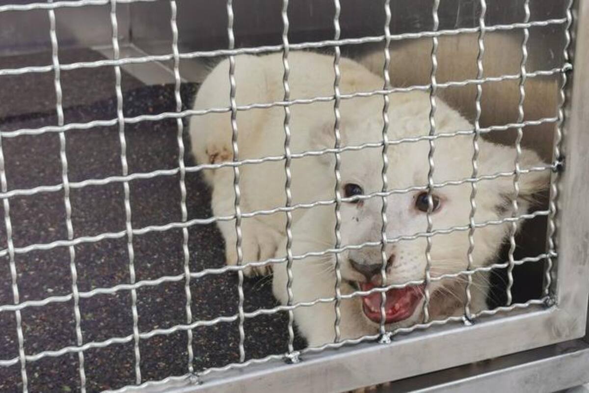 Lea, la cachorra leona que fue hallada tras accidente vial en Alemania