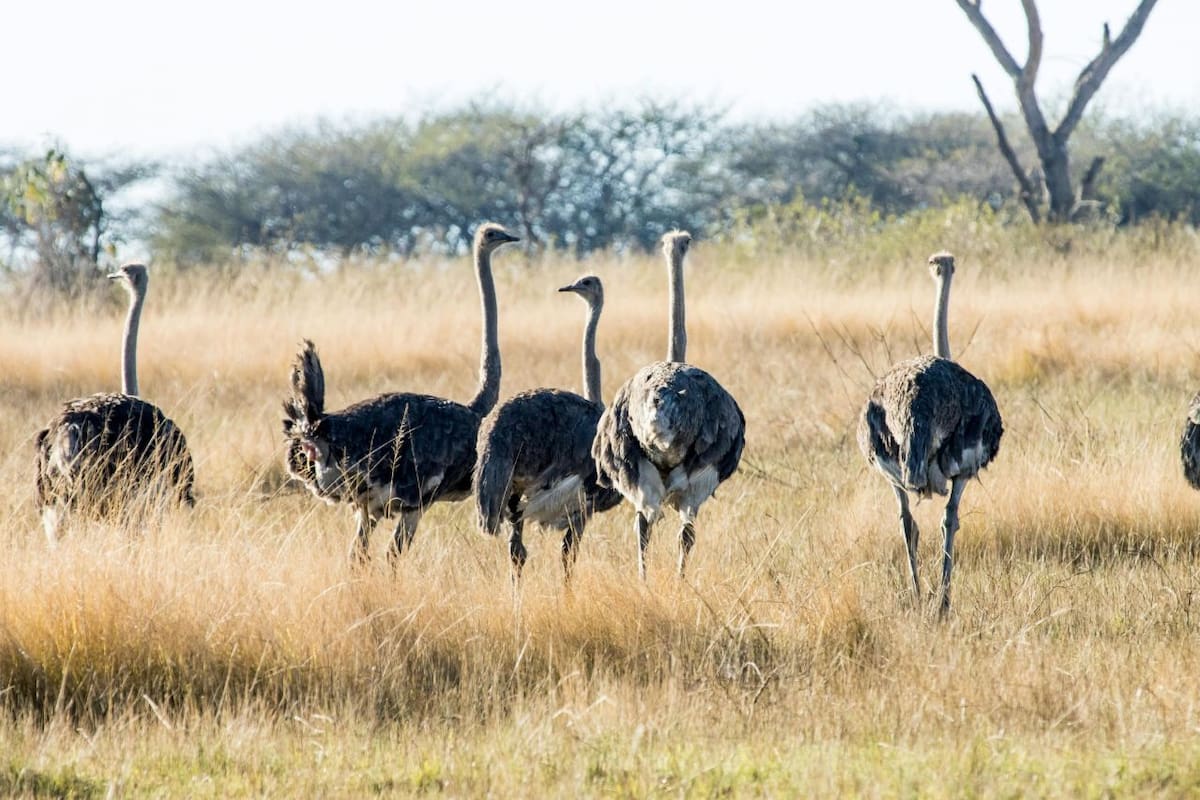 Canadá sacrifica a más de 300 avestruces tras orden federal por brote de gripe aviar; Robert F. Kennedy Jr. y un magnate estadounidense pidieron detener la matanza para investigación