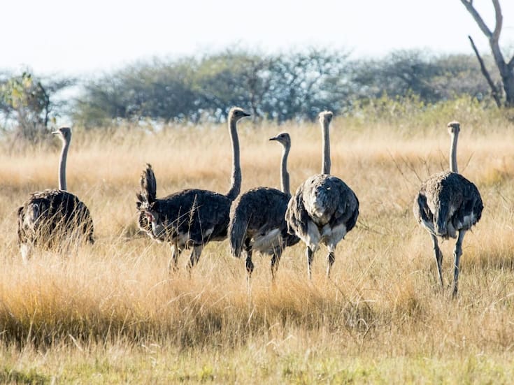 Canadá sacrifica a más de 300 avestruces tras orden federal por brote de gripe aviar; Robert F. Kennedy Jr. y un magnate estadounidense pidieron detener la matanza para investigación