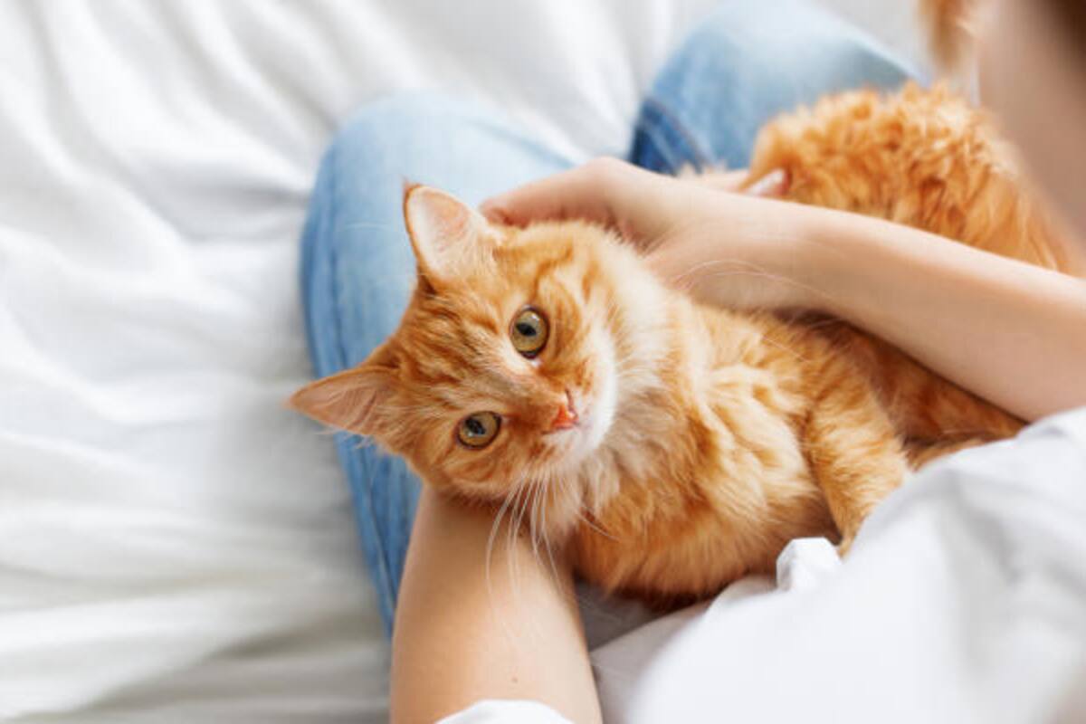 Ventajas de tener un gato como animal de compañía