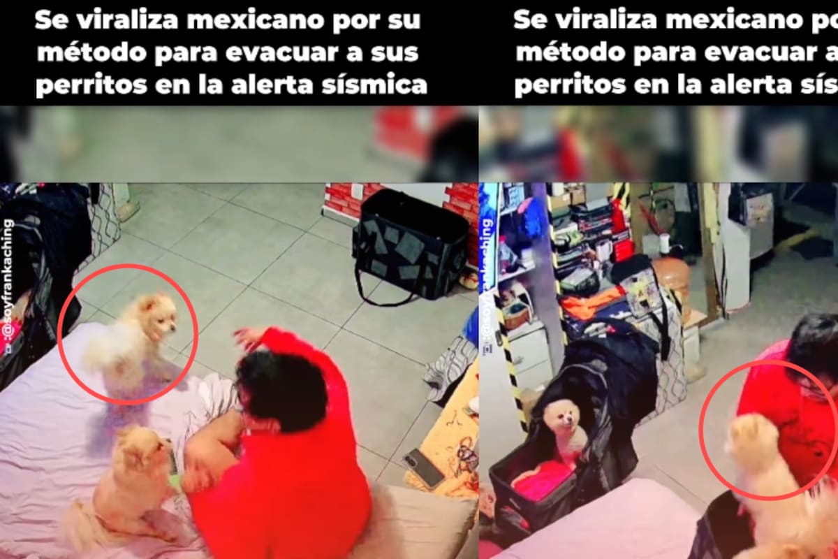 “Pese a la alerta sísmica, corrió con sus mascotas”: joven causa admiración en redes por la forma en que resguardó a sus perros