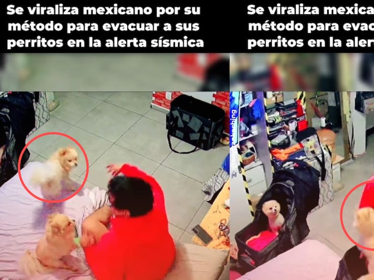 “Pese a la alerta sísmica, corrió con sus mascotas”: joven causa admiración en redes por la forma en que resguardó a sus perros