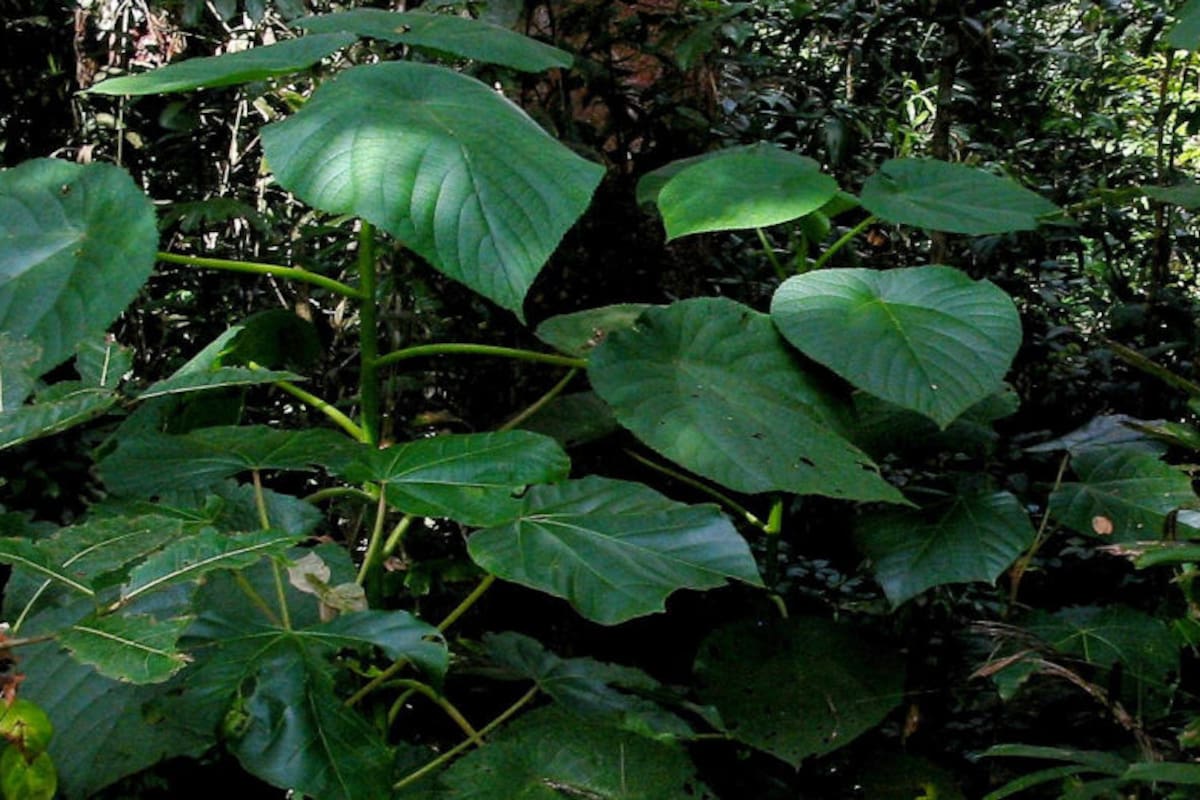 La picadura de este árbol venenoso es tan dolorosa como la de las arañas y dura semanas