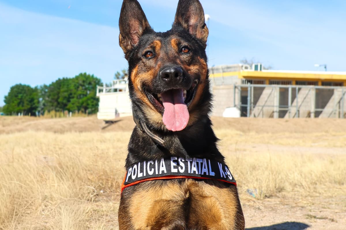 Instinto que protege: Binomio K-9 de la Policía Estatal detecta sustancias ilícitas en paquetería