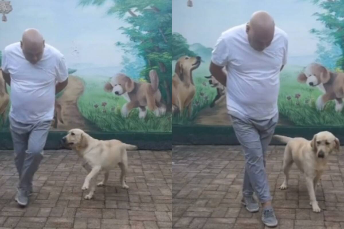 VIDEO: Perrito chambelán se vuelve viral en TikTok