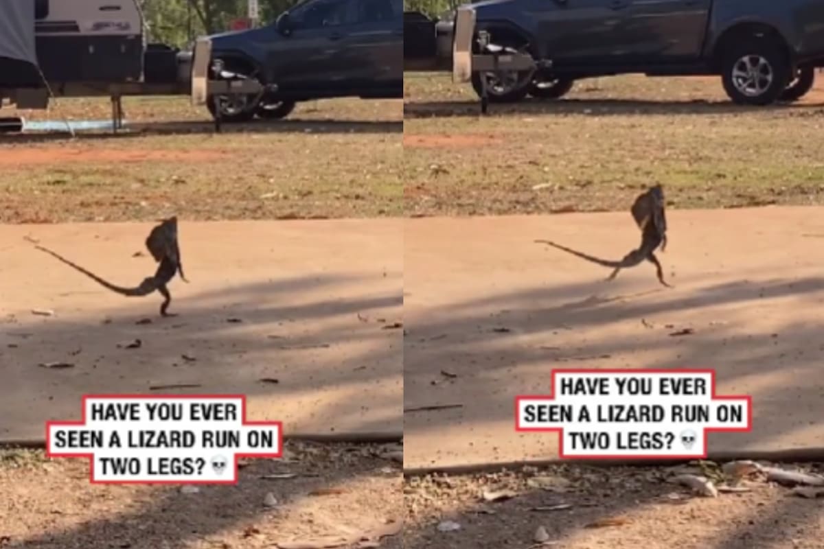 “Ese es un mini dinosaurio.” Lagarto corriendo en dos patas se vuelve viral