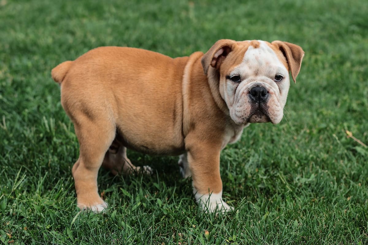 Cuáles son las razas de perro más caras del mundo