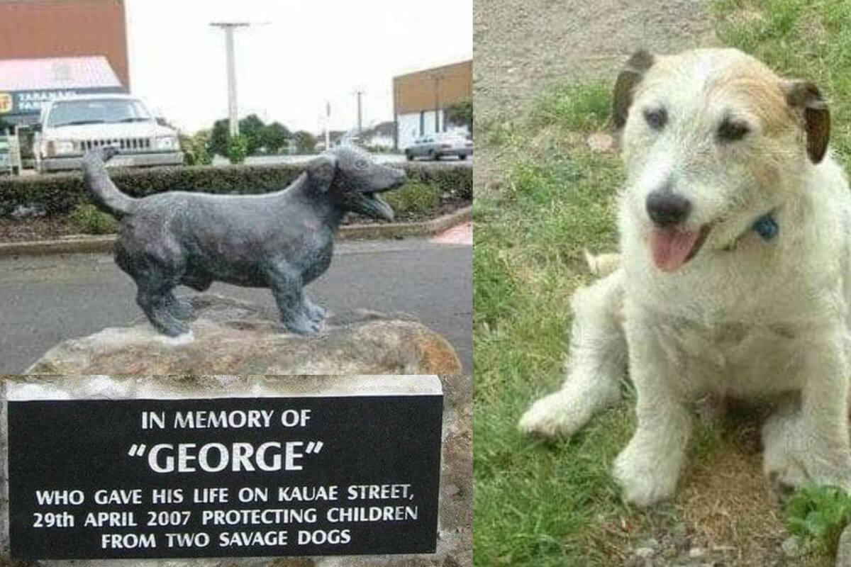 "George", el perrito que murió enfrentando a dos pitbulls para salvar a unos niños pequeños