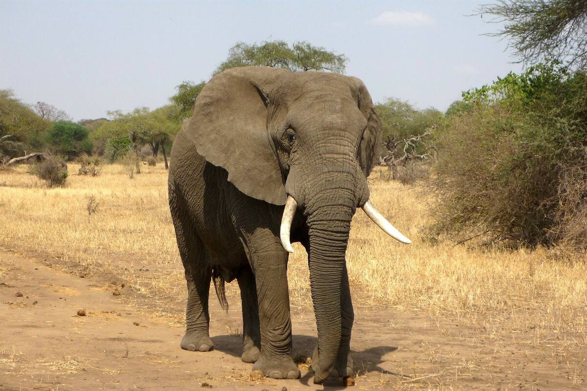 La curva del elefante (y cómo perdió su trompa): 2 gráficos que te ayudarán a entender qué ha pasado con la desigualdad en el mundo