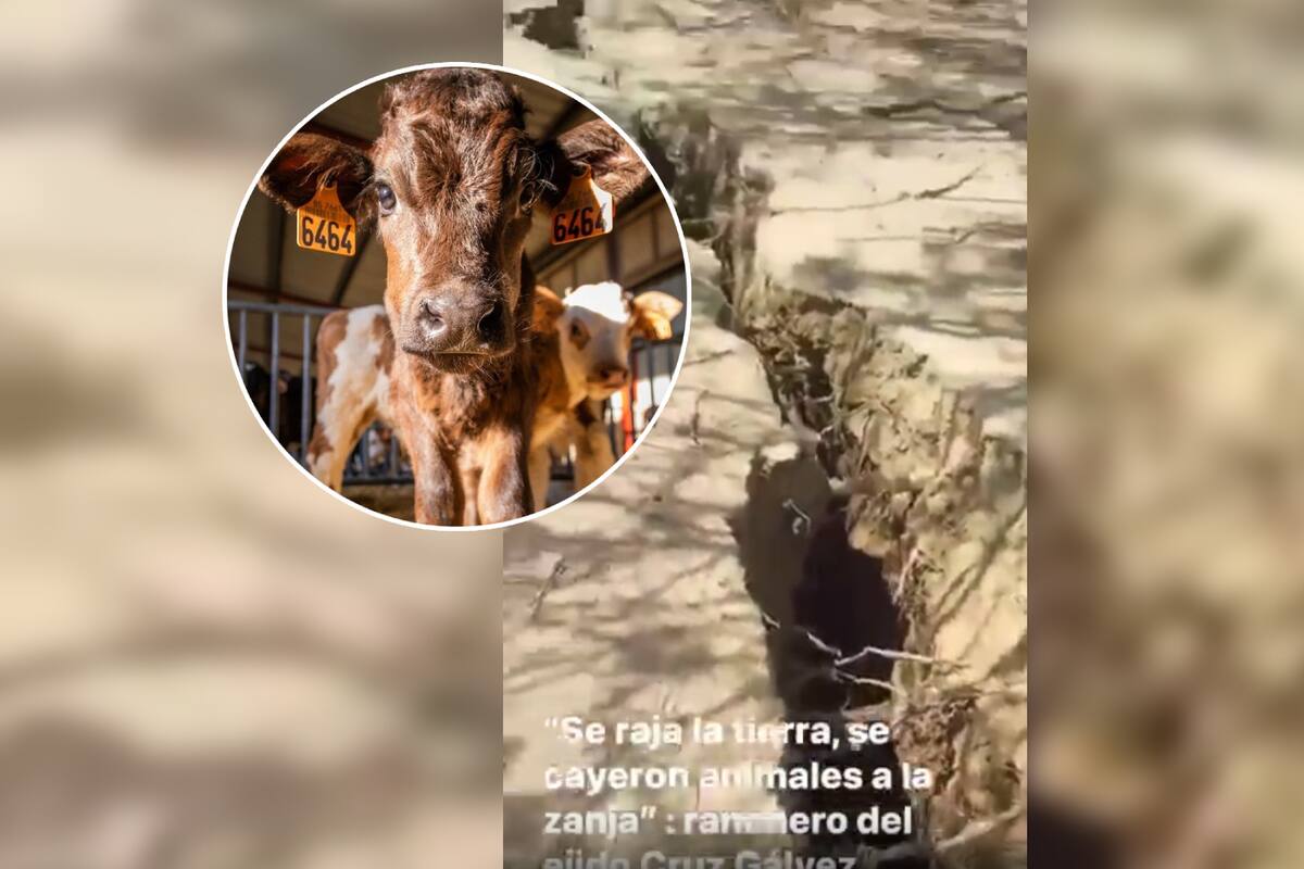 Se abre zanja y “traga” ganado en ejido Cruz Gálvez; geólogo explica por qué pudo haber pasado