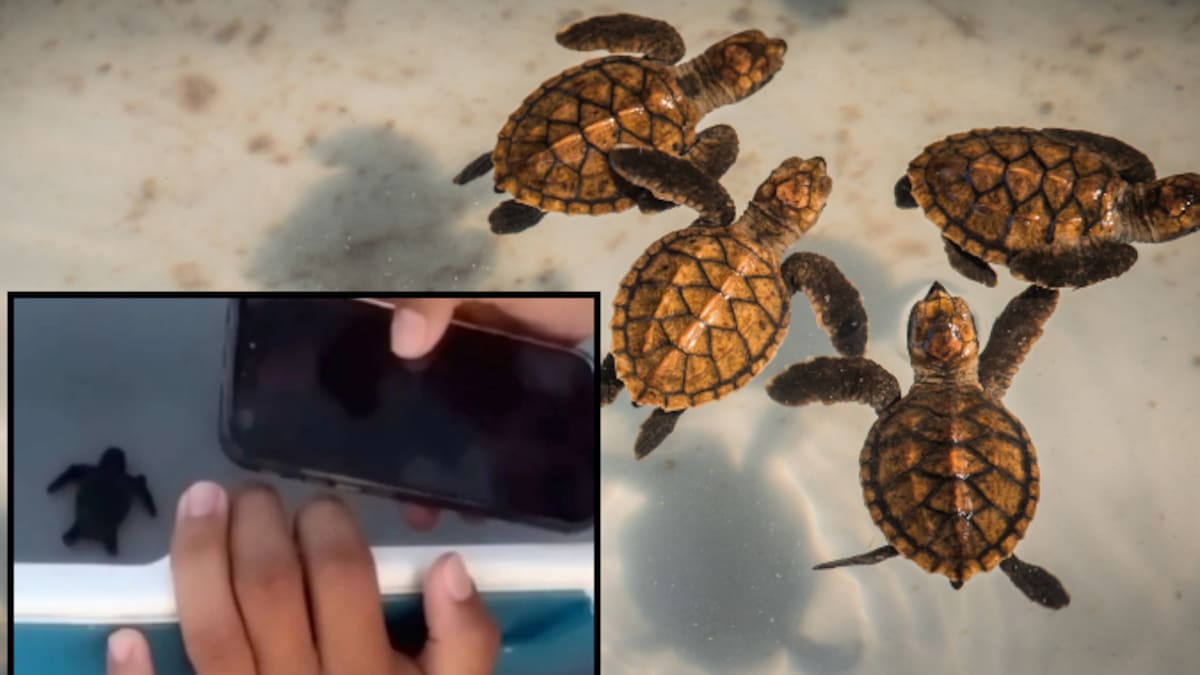 Captan video de jóvenes torturando crías de tortuga en Playa del Carmen; autoridades buscan identificar a los responsables y piden apoyo ciudadano