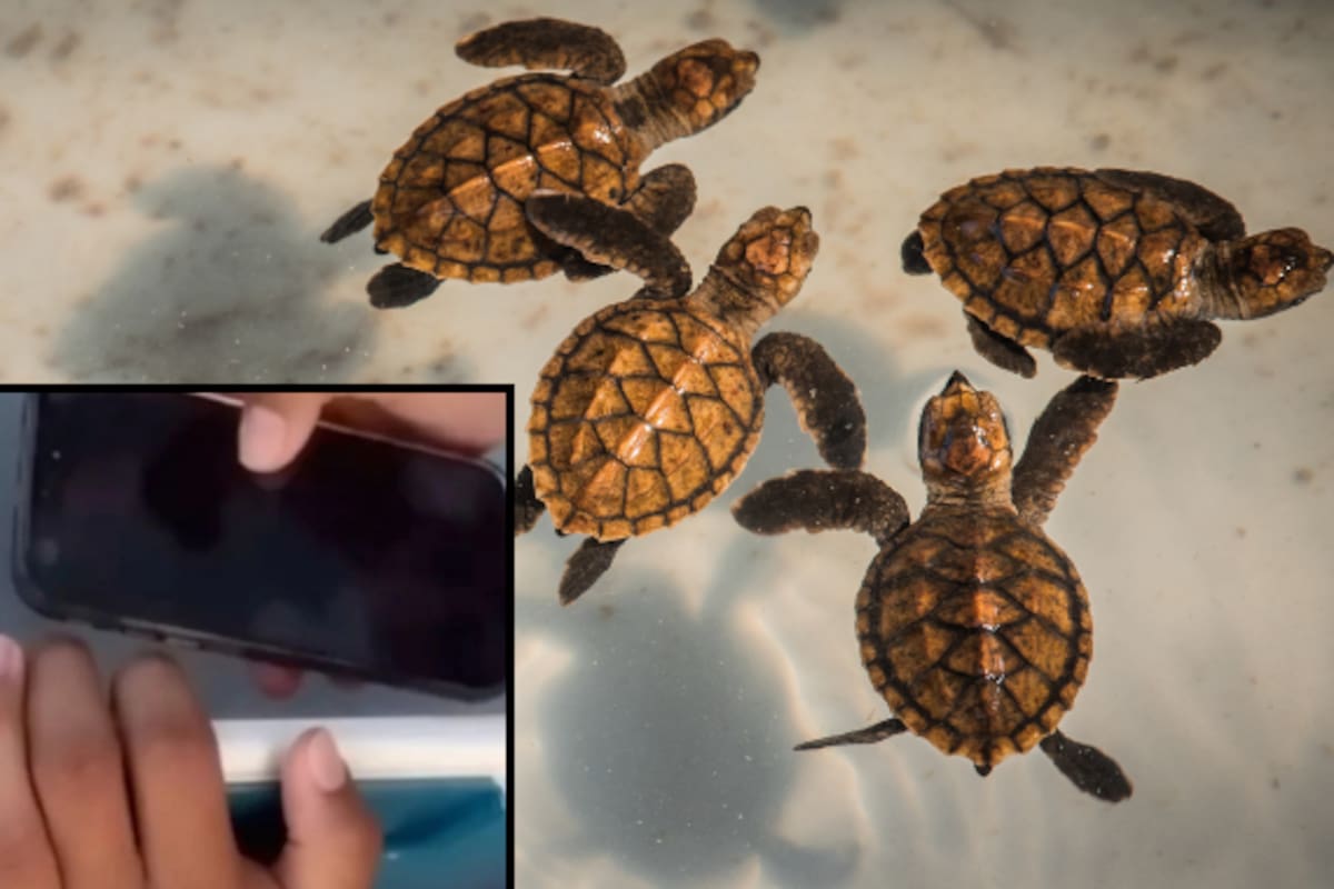 Captan video de jóvenes torturando crías de tortuga en Playa del Carmen; autoridades buscan identificar a los responsables y piden apoyo ciudadano