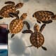 Investigan maltrato de tortugas en Playa del Carmen