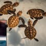 Captan video de jóvenes torturando crías de tortuga en Playa del Carmen; autoridades buscan identificar a los responsables y piden apoyo ciudadano