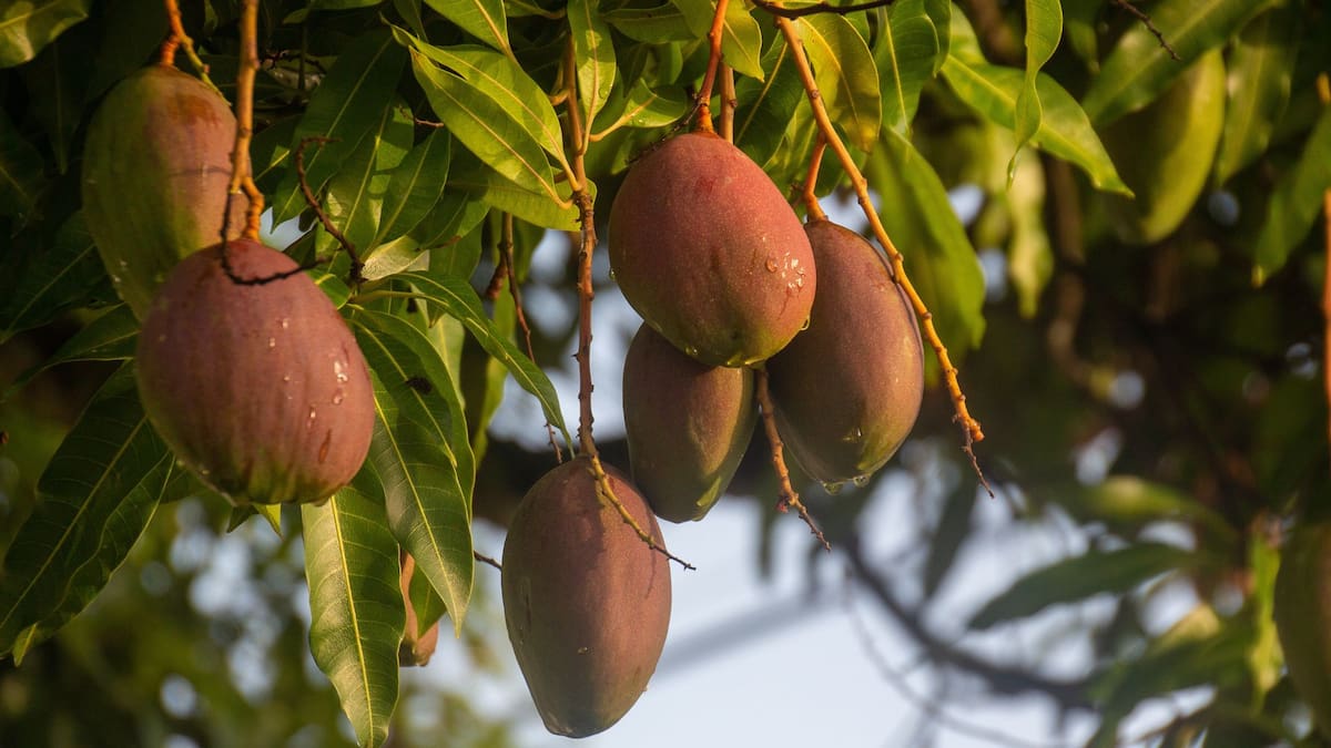 Aunque es común referirse a él como “árbol de mango”, el nombre correcto de esta especie frutal es Mangifera indica | Foto: Especial