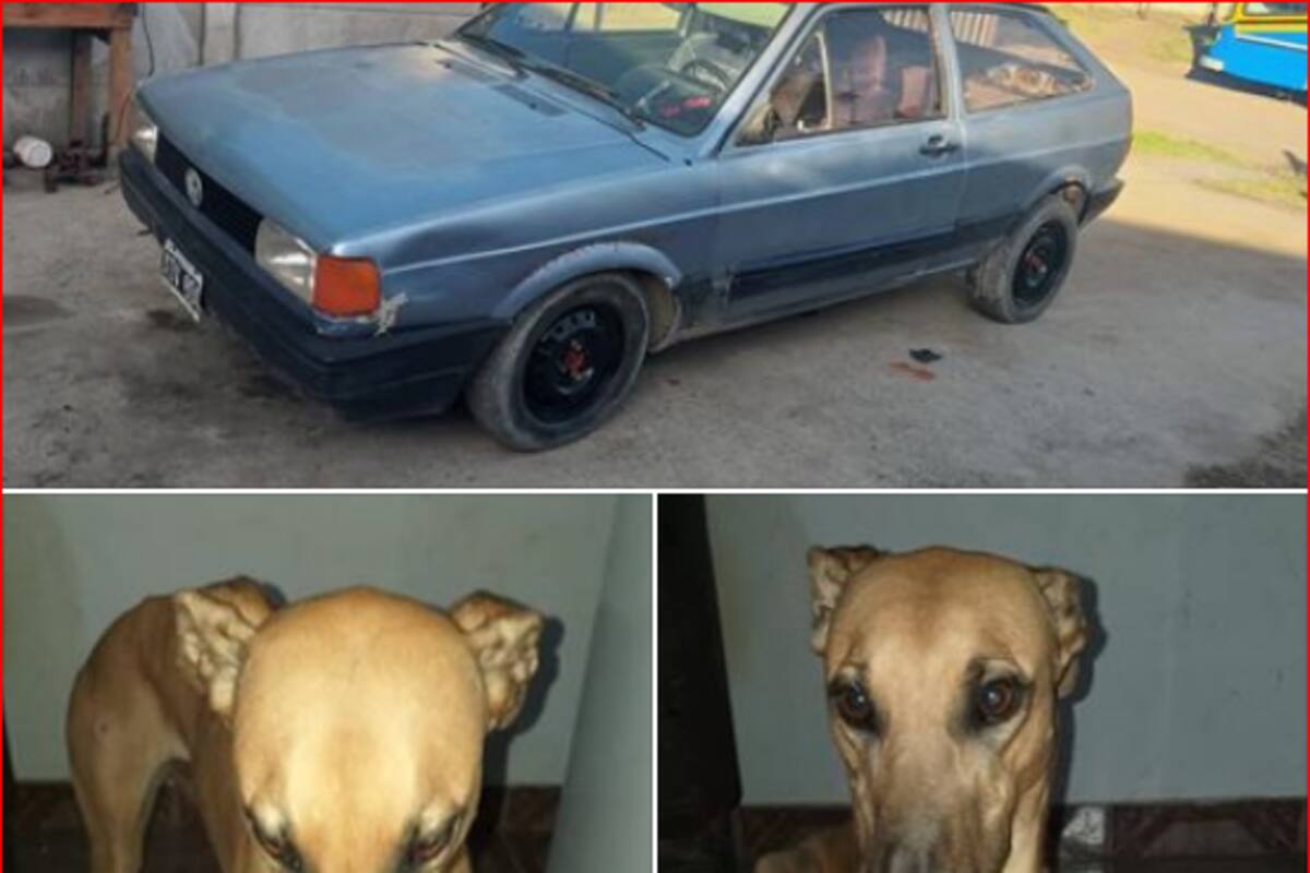 Hombre ofreció su auto para recuperar a su perro robado; historia da un tremendo giro