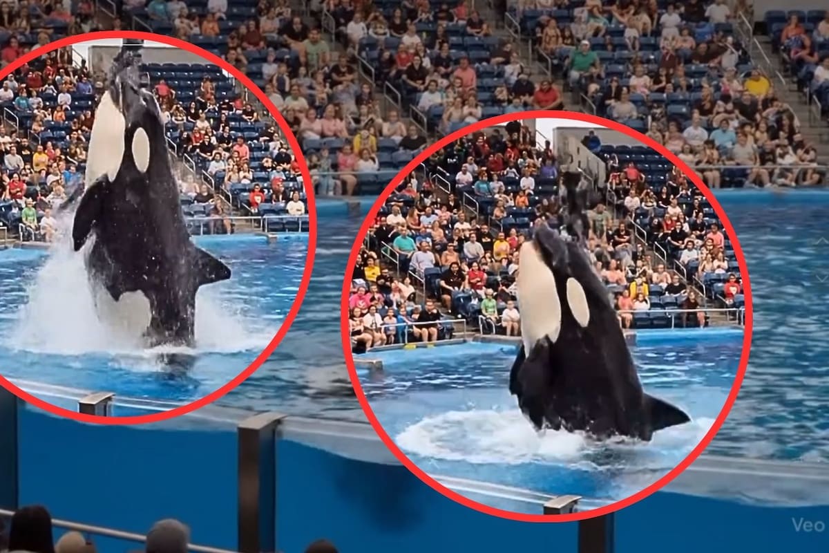 Video viral de orca que se ‘come’ a entrenadora en parque acuático resulta ser FALSO: Estos son las señales para saber si es IA