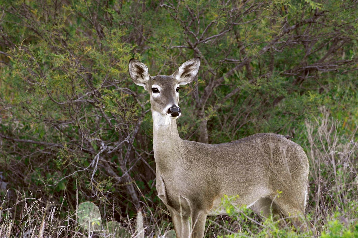 Alerta sobre caza ilegal de venado cola blanca