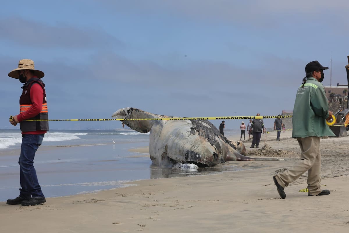 Inician labores para enterrar cadáver de ballena localizado en Playas de Tijuana