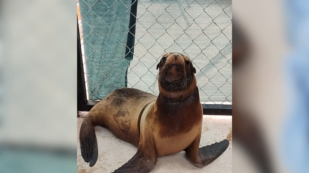Rescatan a cría de lobo marino atrapada en red de pesca en San Carlos; será liberada al mar tras su recuperación