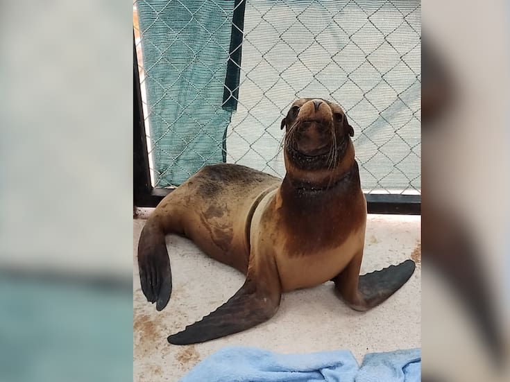 Rescatan a cría de lobo marino atrapada en red de pesca en San Carlos; será liberada al mar tras su recuperación