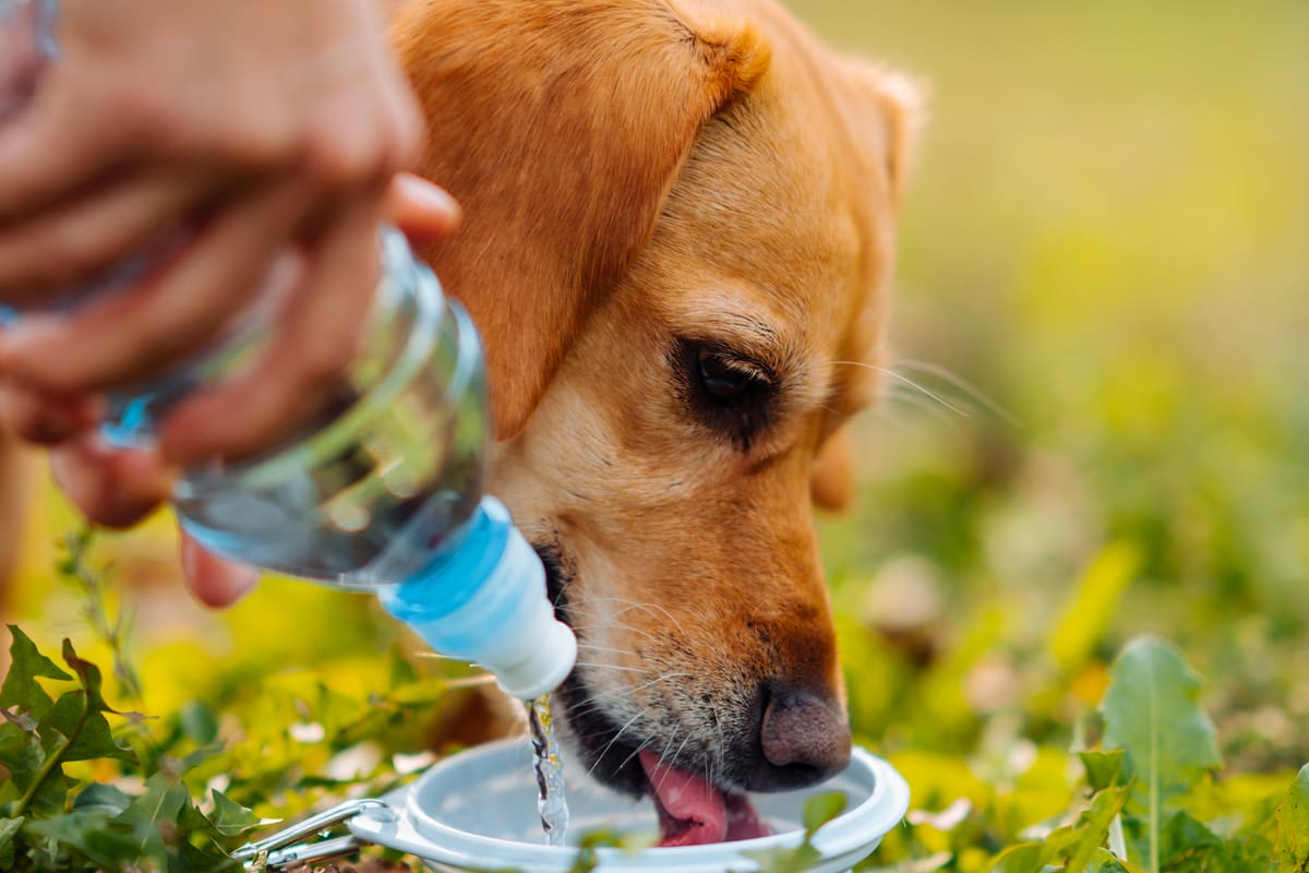 Cómo proteger a perros y gatos de golpes de calor: Sombra, agua fresca y evitar paseos en horas clave, indica médico veterinario de Hermosillo