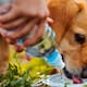 Cómo proteger a perros y gatos de golpes de calor: Sombra, agua fresca y evitar paseos en horas clave, indica médico veterinario de Hermosillo