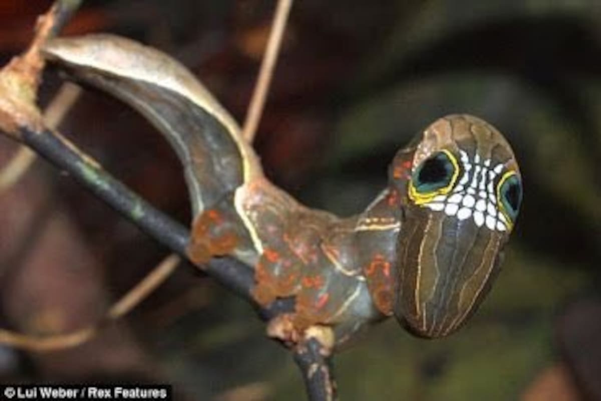 Encuentran extraña oruga en forma de "calavera"