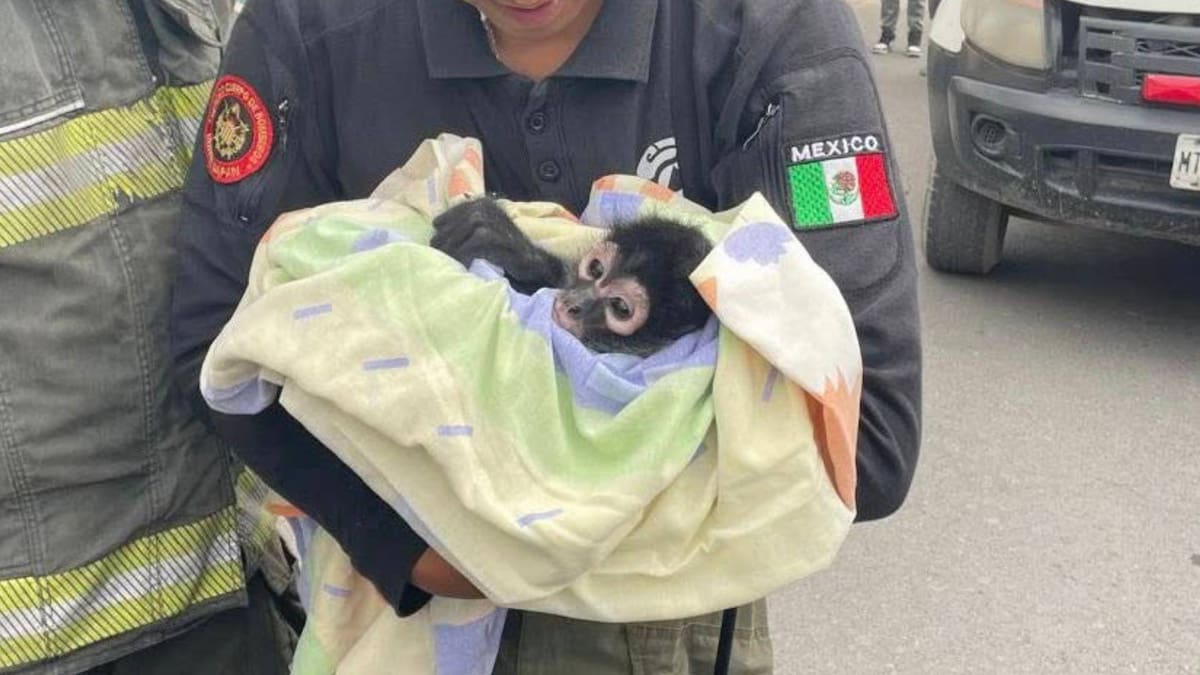 Las crías recuperadas son trasladadas a centros como el Zoológico Gladys Porter en Brownsville, Texas, donde veterinarios atienden a los animales; muchas no pueden volver a la naturaleza sin su madre. 
Foto: Bomberos Chicoloapan. (Referencial).