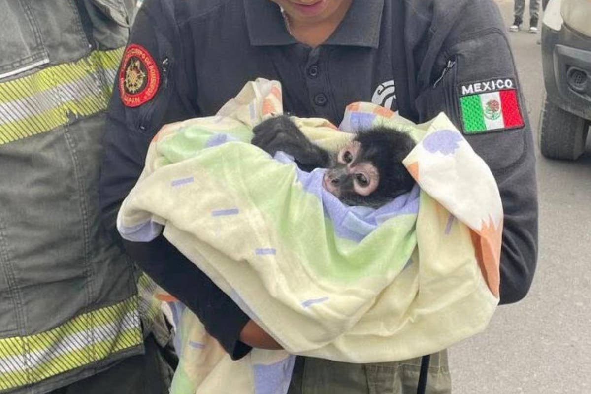 Rescatan a mono araña atrapado en cables de alta tensión en Edomex