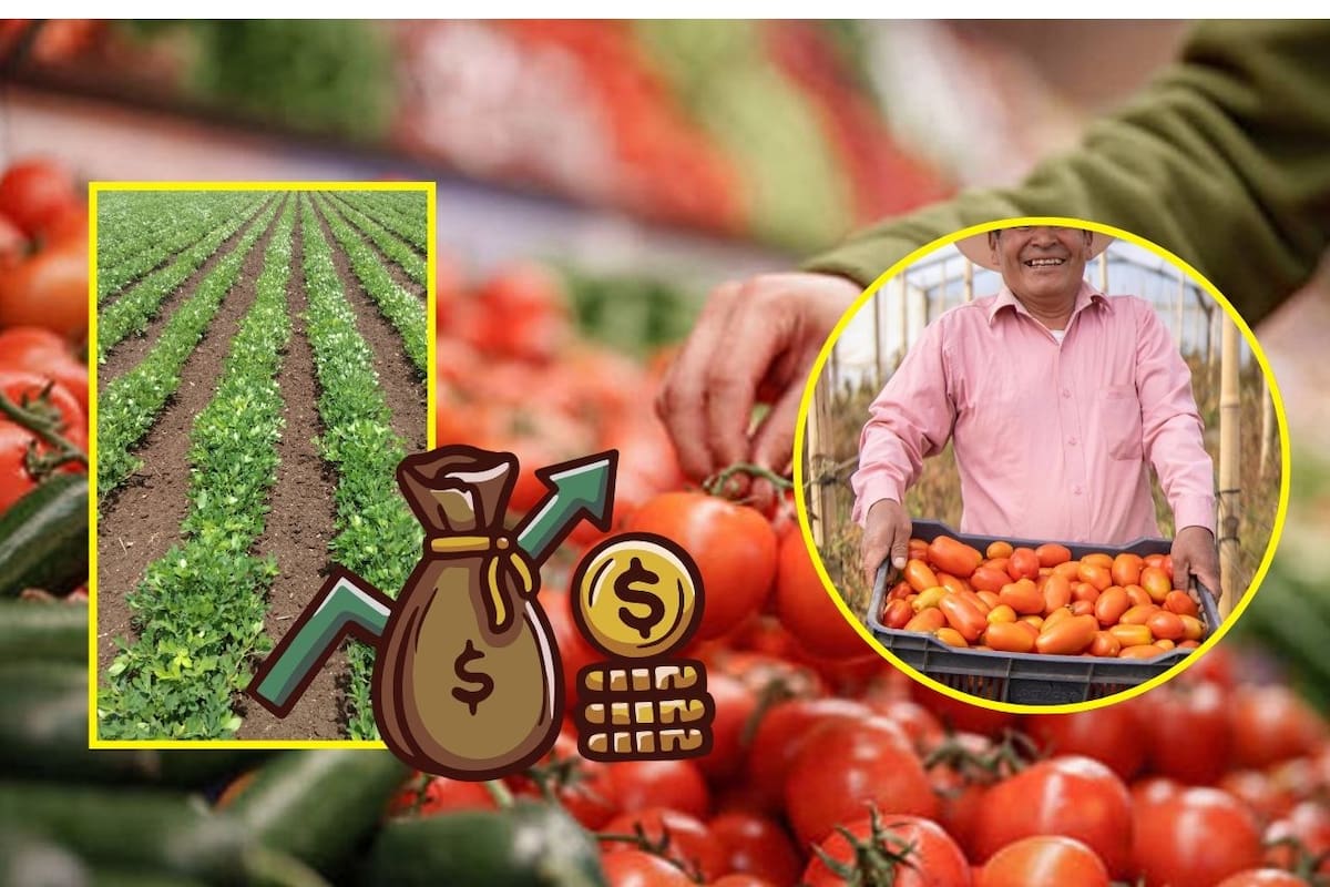 Precio del jitomate se dispara en México: mientras en campo sube solo 17%, al consumidor aumenta más de 28% y triplica su valor por fallas en la cadena de distribución, presionando la inflación a 4.59%