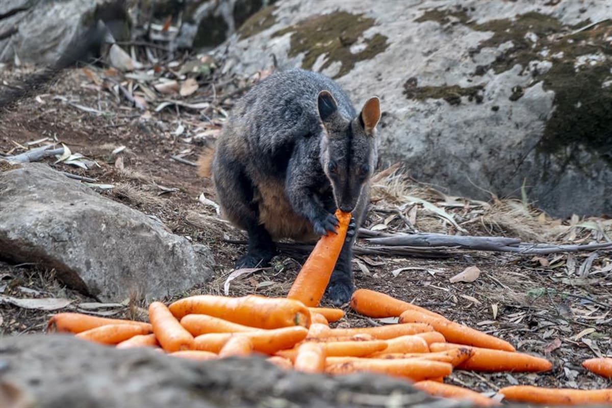 Así lanzan desde helicóptero zanahorias a los animales afectados por incendios en Australia