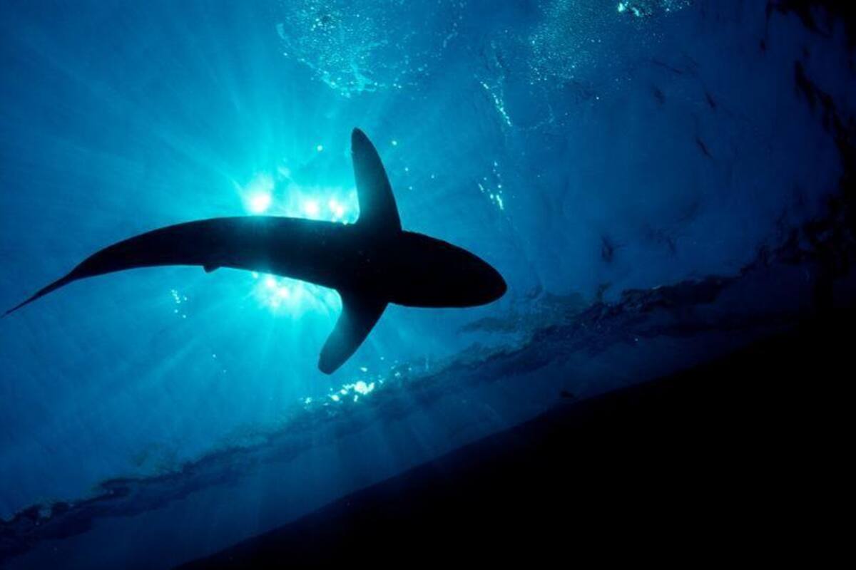 Hallan tiburones viviendo en el volcán activo Kavachi en las Islas Salomón