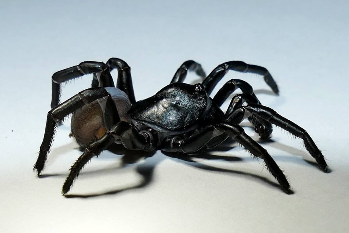 Nueva especie de araña parecida a una tarántula es identificada en Florida